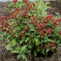 Van Zyverden Weigela Maroon Swoon® 4 lončane raketliners® set biljke crvene pune sunce