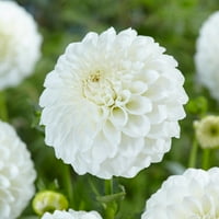 Garden State žarulja Dahlia Boom Boom White, životni cvjetni gomolj