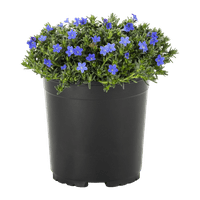 Stručni vrtlar 6 Blue Lithodora Live biljke s loncem uzgajivača