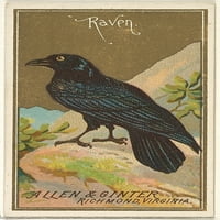 Raven, iz serije ptice Amerike za marke Allen & Ginter cigarete