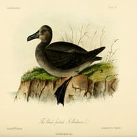 Crno-nogavi ispisak plakata s albatrossom W.E. Hitchcock