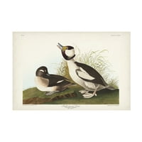 John James Audubon patka s Baffelovom glavom ulje na platnu